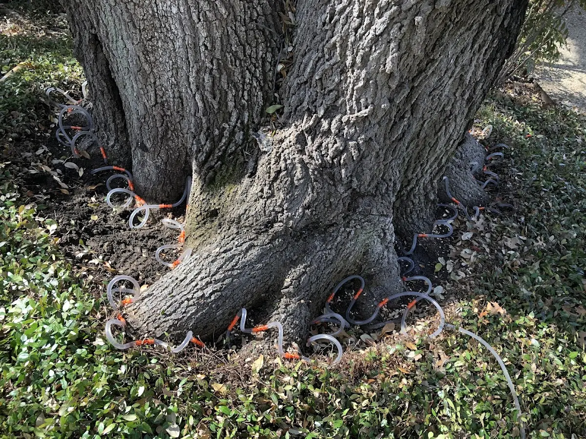 Detailed Tree Cabling and Bracing job site in Otway